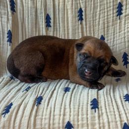 Bastian (Teal) - Yellow male Dutch Shepherd puppy in Slippery Rock, Pennsylvania from Pytka Performance K9