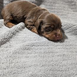 Bashful - Chocolate and tan male Dachshund puppy in Spring Hope, North Carolina from Hogan’s Lowrider Hounds