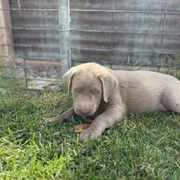 Silver male -orange - Silver male Dilute Retriever puppy in Teton County, Montana from East Front Labradors & Treasure State Schnauzers