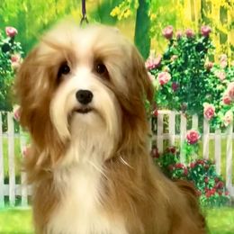 Peaches - Havanese