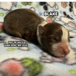 BLAKE - Red tri-color male Australian Shepherd puppy in Bethany, Connecticut from Wynter Thyme Manor Australian shepherds