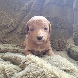 Milo - Apricot male Goldendoodle puppy in Mayville, Michigan from Guiding Light Doodles