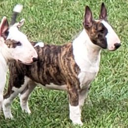 Bull Terrier and Staffordshire Bull Terrier All Grown Up from Terri Cournoyer