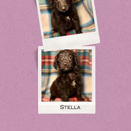 Stella - Black female Golden Aussiedoodle puppy in Bluefield, Virginia from Love on a Leash