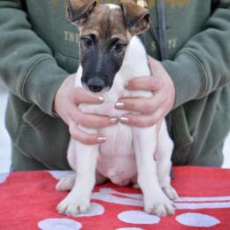 Boy 1 - White black and tan male Smooth Fox Terrier puppy in Iowa from Misty Hollow
