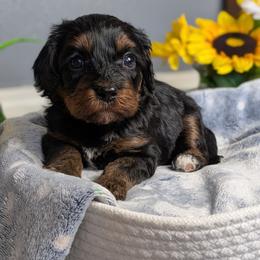 Summer - Black and tan female Cavapoo puppy in Casa, Arkansas from Blue Diamond Puppies