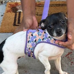 Chihuahuas from Agape Chihuahua