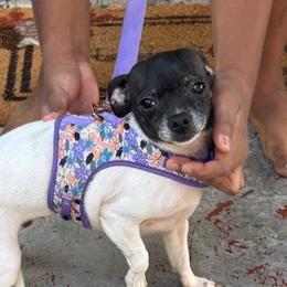 Chihuahuas from Agape Chihuahua