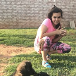 Shiloh Shepherd Puppies from Super Nova Shilohs