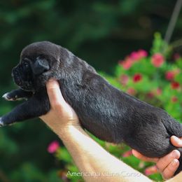 Boy 1 - Black male Cane Corso puppy in Cable, Ohio from Americana Cane Corso