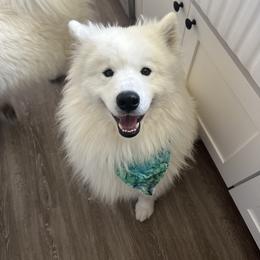 Samoyed All Grown Up from Marissa Wheeler