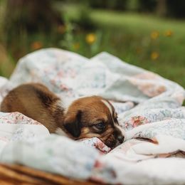 American Corgi and Pembroke Welsh Corgi Puppies from Dollhouse Farm