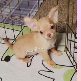 Harrison - Gold and white male Chihuahua puppy in Ponca City, Oklahoma from Bliss Acres Farm