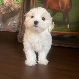 Elara - White and lemon female Maltese puppy in Hesperia, California from House of Poodles