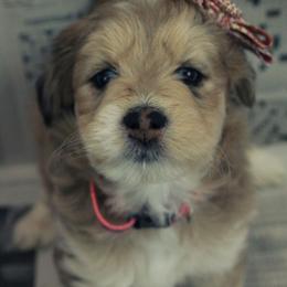 Adore - Merle female Pomsky puppy in Harrington, Delaware from Nini Sunflowers