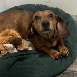 Daisy may - Dachshund