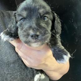 Pop - Black and cream female Dachshund puppy in Bigfork, Minnesota from Dachshunds Up North