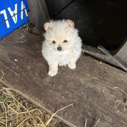 Chester - Cream male Pomeranian puppy in Kelseyville, California from Cobb Mountain Shih Tzus, Paragon Pomeranians