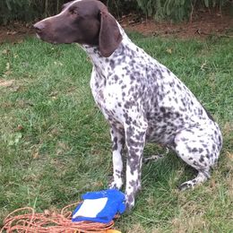 German Shorthaired Pointer All Grown Up from TRF German Shorthaired Pointers