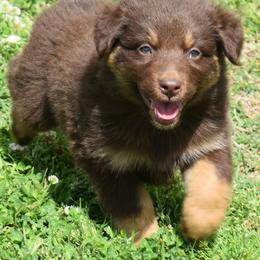 CLANCY - Red male Australian Shepherd puppy in Nowata, Oklahoma from 4Feathers