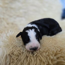 Midnight - Black and white male Sheepadoodle puppy in Vernonia, Oregon from Life Unleashed Farm