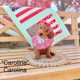 Caroline - Red  female Goldendoodle puppy in Springville, Utah from JW Doodles