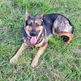 Ellie - German Shepherd