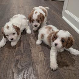 Cavapoo puppies from Crystal Coast Cavapoodles