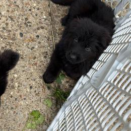Boy 7 - Black male German Shepherd puppy in Fairdale, Kentucky from Kimberly's German Shepherds