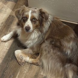 Andre - Miniature Australian Shepherd