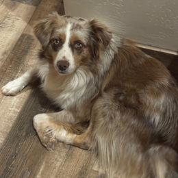 Andre - Miniature Australian Shepherd