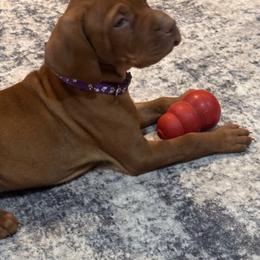 Vizsla Puppies from CBJ Vizslas