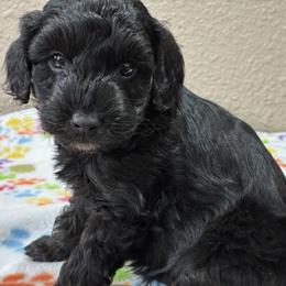 Ricoh - Black and white male Aussiedoodle puppy in Oklahoma City, Oklahoma from Foneb Farm - The F1B Farm