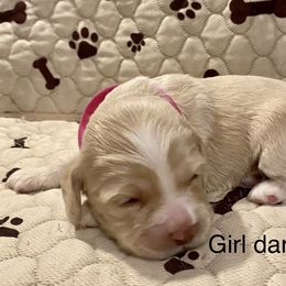 Cocker Spaniel Puppies from Cocker Eclipse In Home Kennel