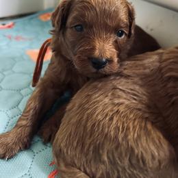 Orange collar - Red  male Goldendoodle puppy in North Carolina from Lynes of Doodles