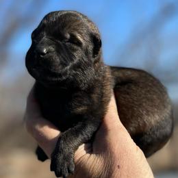 Tika - Sable female German Shepherd puppy in Milan, Illinois from Stonewick German Shepherds