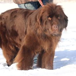 Bella - Newfoundland