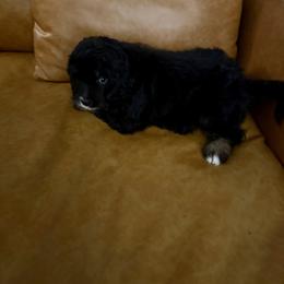 Byron - Black phantom male Aussiedoodle puppy in Calhoun, Georgia from Happy Top Doodles