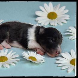 Mochi - Black white and tan male Shetland Sheepdog puppy in Minnesota from Sheltie Puppies