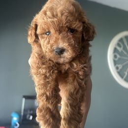 Puppy 3 - Red male Assorted Doodle Crosses puppy in San Jacinto, California from Goldens and Doodles