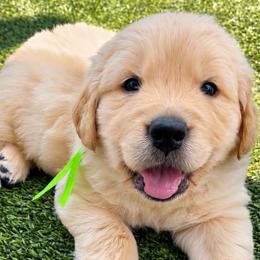 7th pick boy - Golden male Golden Retriever puppy in Fresno, California from Warwick’s Central California Goldens