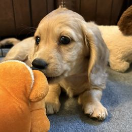 Cricket-AKC - Cream female Dachshund puppy in Bakersfield, Missouri from Hocomo Hollow Doxies