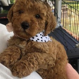 "Mom as baby " Goldendoodle Puppies from Proctor’s Petite Goldendoodles