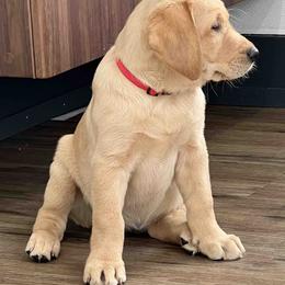 Labrador Retriever Puppies from Branley's Riverside Labradors