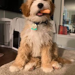 Tibetan Terrier Puppies from Zara Tibetan Terriers