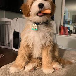 Tibetan Terrier Puppies from Zara Tibetan Terriers
