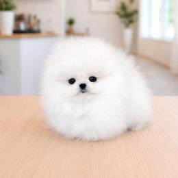 Sugar - White female Pomeranian puppy in Chino, California from Teddy-Faced Teacup Pomeranians