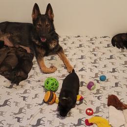 German Shepherd and Pembroke Welsh Corgi Puppies from Muddy Paws Corgis / Von Blake's Gedächtnis German Shepherds