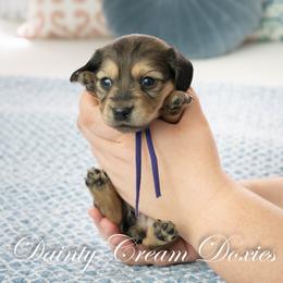 Patina - Cream female Dachshund puppy in South Laurel, Maryland from Dainty Cream Doxies