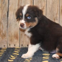 Spirit - Red tri-color male Australian Shepherd puppy in San Tan Valley, Arizona from Mott Ranch - Blazin' Sun Aussies
